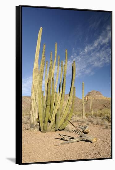 Arizona, Organ Pipe Cactus National Monument. Organ Pipe Cactus-Kevin Oke-Framed Stretched Canvas