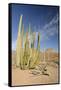 Arizona, Organ Pipe Cactus National Monument. Organ Pipe Cactus-Kevin Oke-Framed Stretched Canvas