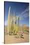 Arizona, Organ Pipe Cactus National Monument. Organ Pipe Cactus-Kevin Oke-Stretched Canvas