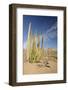 Arizona, Organ Pipe Cactus National Monument. Organ Pipe Cactus-Kevin Oke-Framed Photographic Print