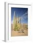 Arizona, Organ Pipe Cactus National Monument. Organ Pipe Cactus-Kevin Oke-Framed Photographic Print