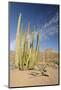 Arizona, Organ Pipe Cactus National Monument. Organ Pipe Cactus-Kevin Oke-Mounted Photographic Print