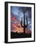 Arizona, Organ Pipe Cactus National Monument, Saguaro Cacti at Sunset-Christopher Talbot Frank-Framed Photographic Print