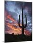 Arizona, Organ Pipe Cactus National Monument, Saguaro Cacti at Sunset-Christopher Talbot Frank-Mounted Photographic Print