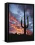 Arizona, Organ Pipe Cactus National Monument, Saguaro Cacti at Sunset-Christopher Talbot Frank-Framed Stretched Canvas