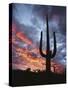 Arizona, Organ Pipe Cactus National Monument, Saguaro Cacti at Sunset-Christopher Talbot Frank-Stretched Canvas