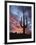 Arizona, Organ Pipe Cactus National Monument, Saguaro Cacti at Sunset-Christopher Talbot Frank-Framed Photographic Print