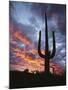 Arizona, Organ Pipe Cactus National Monument, Saguaro Cacti at Sunset-Christopher Talbot Frank-Mounted Photographic Print