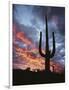 Arizona, Organ Pipe Cactus National Monument, Saguaro Cacti at Sunset-Christopher Talbot Frank-Framed Photographic Print