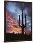 Arizona, Organ Pipe Cactus National Monument, Saguaro Cacti at Sunset-Christopher Talbot Frank-Framed Photographic Print