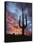 Arizona, Organ Pipe Cactus National Monument, Saguaro Cacti at Sunset-Christopher Talbot Frank-Framed Stretched Canvas