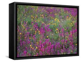 Arizona, Organ Pipe Cactus National Monument, Spring Bloom of Owl's Clover and Gold Poppy-John Barger-Framed Stretched Canvas