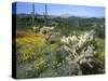 Arizona, Organ Pipe Cactus National Monument-null-Stretched Canvas