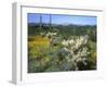 Arizona, Organ Pipe Cactus National Monument-null-Framed Photographic Print