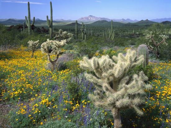 'Arizona, Organ Pipe Cactus National Monument' Photographic Print ...