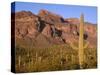 Arizona, Organ Pipe Cactus National Monument-John Barger-Stretched Canvas