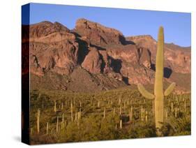 Arizona, Organ Pipe Cactus National Monument-John Barger-Stretched Canvas