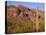 Arizona, Organ Pipe Cactus National Monument-John Barger-Stretched Canvas