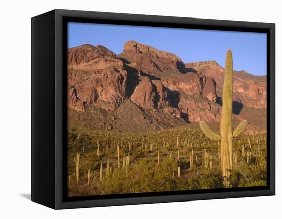 Arizona, Organ Pipe Cactus National Monument-John Barger-Framed Stretched Canvas