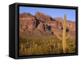 Arizona, Organ Pipe Cactus National Monument-John Barger-Framed Stretched Canvas