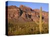 Arizona, Organ Pipe Cactus National Monument-John Barger-Stretched Canvas