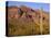 Arizona, Organ Pipe Cactus National Monument-John Barger-Stretched Canvas