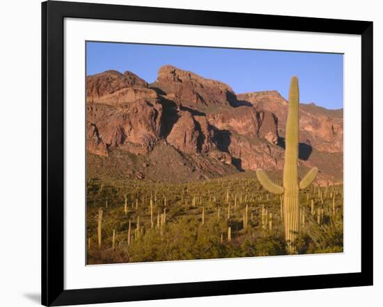 Arizona, Organ Pipe Cactus National Monument-John Barger-Framed Photographic Print