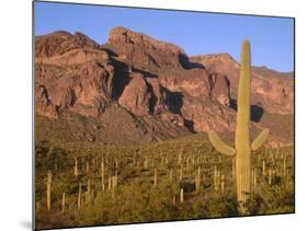 Arizona, Organ Pipe Cactus National Monument-John Barger-Mounted Photographic Print