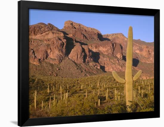 Arizona, Organ Pipe Cactus National Monument-John Barger-Framed Photographic Print