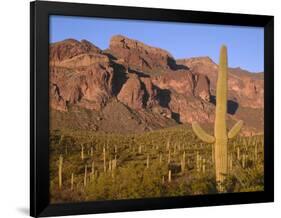 Arizona, Organ Pipe Cactus National Monument-John Barger-Framed Photographic Print