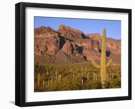 Arizona, Organ Pipe Cactus National Monument-John Barger-Framed Photographic Print