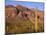 Arizona, Organ Pipe Cactus National Monument-John Barger-Mounted Photographic Print