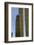 Arizona, Organ Pipe Cactus Nm. Organ Pipe Cactus Back Lit Close Up-Kevin Oke-Framed Photographic Print