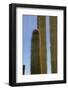 Arizona, Organ Pipe Cactus Nm. Organ Pipe Cactus Back Lit Close Up-Kevin Oke-Framed Photographic Print