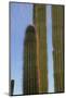 Arizona, Organ Pipe Cactus Nm. Organ Pipe Cactus Back Lit Close Up-Kevin Oke-Mounted Photographic Print