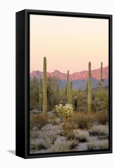Arizona, Organ Pipe Cactus Nm. Saguaro Cactus and Chain Fruit Cholla-Kevin Oke-Framed Stretched Canvas