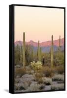Arizona, Organ Pipe Cactus Nm. Saguaro Cactus and Chain Fruit Cholla-Kevin Oke-Framed Stretched Canvas