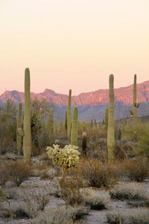 https://imgc.allpostersimages.com/img/posters/arizona-organ-pipe-cactus-nm-saguaro-cactus-and-chain-fruit-cholla_u-L-PU4C130.jpg?artPerspective=n