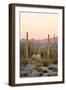 Arizona, Organ Pipe Cactus Nm. Saguaro Cactus and Chain Fruit Cholla-Kevin Oke-Framed Photographic Print