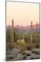 Arizona, Organ Pipe Cactus Nm. Saguaro Cactus and Chain Fruit Cholla-Kevin Oke-Mounted Photographic Print