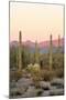 Arizona, Organ Pipe Cactus Nm. Saguaro Cactus and Chain Fruit Cholla-Kevin Oke-Mounted Photographic Print