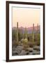 Arizona, Organ Pipe Cactus Nm. Saguaro Cactus and Chain Fruit Cholla-Kevin Oke-Framed Photographic Print