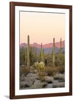 Arizona, Organ Pipe Cactus Nm. Saguaro Cactus and Chain Fruit Cholla-Kevin Oke-Framed Photographic Print