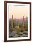 Arizona, Organ Pipe Cactus Nm. Saguaro Cactus and Chain Fruit Cholla-Kevin Oke-Framed Photographic Print