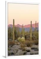 Arizona, Organ Pipe Cactus Nm. Saguaro Cactus and Chain Fruit Cholla-Kevin Oke-Framed Photographic Print