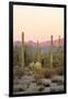 Arizona, Organ Pipe Cactus Nm. Saguaro Cactus and Chain Fruit Cholla-Kevin Oke-Framed Photographic Print