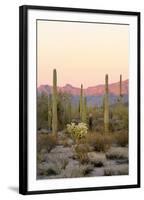 Arizona, Organ Pipe Cactus Nm. Saguaro Cactus and Chain Fruit Cholla-Kevin Oke-Framed Premium Photographic Print