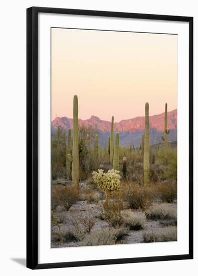 Arizona, Organ Pipe Cactus Nm. Saguaro Cactus and Chain Fruit Cholla-Kevin Oke-Framed Premium Photographic Print