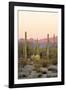 Arizona, Organ Pipe Cactus Nm. Saguaro Cactus and Chain Fruit Cholla-Kevin Oke-Framed Premium Photographic Print