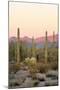 Arizona, Organ Pipe Cactus Nm. Saguaro Cactus and Chain Fruit Cholla-Kevin Oke-Mounted Premium Photographic Print